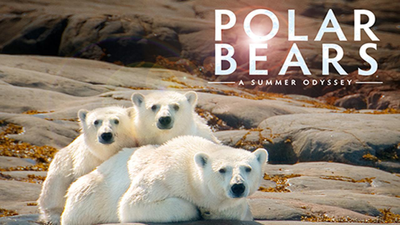 فيلم Polar Bears A Summer Odyssey 2012 مترجم كامل HD